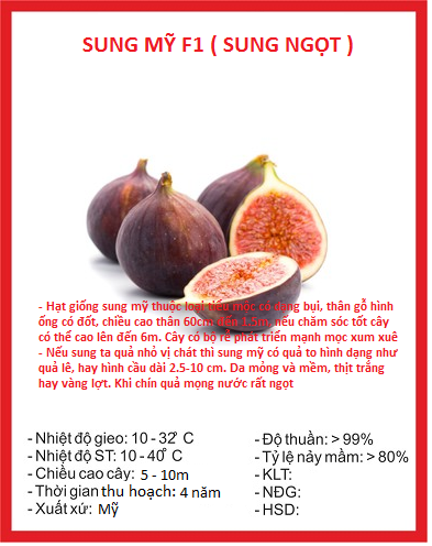 Hạt giống Sung ngọt Mỹ - gói 10 hạt