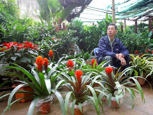 chậu CÂY ĐUỐC--CÂY LỚN--ĐỎ-VÀNG