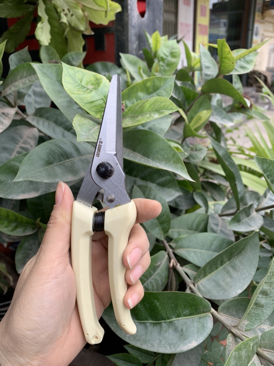 Wynn's - kéo cắt tỉa cây cảnh, bonsai
