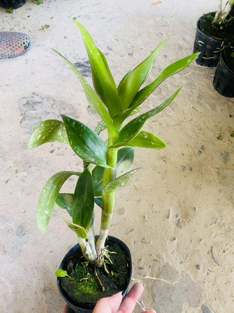 HOA LAN ĐỒNG TIỀN PASTER