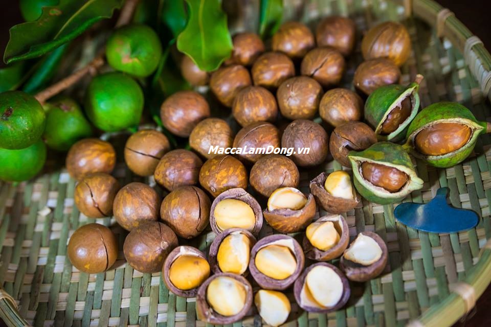 Hạt macca Lâm Đồng DaLaVi
