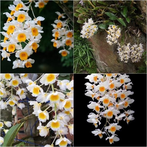 [Mới] - Hạt giống hoa phong lan  giá rẻ