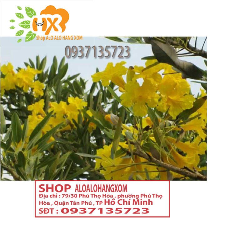 [HCM]cây hoa chuông vàng cây giống (combo 5 cây )