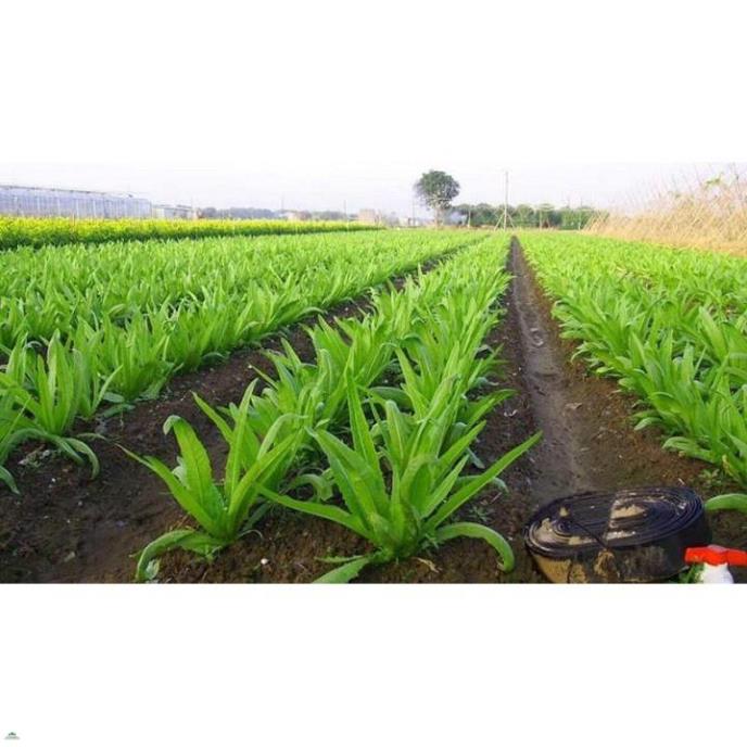 Hạt giống rau cải NHÍP - gói 10 gram