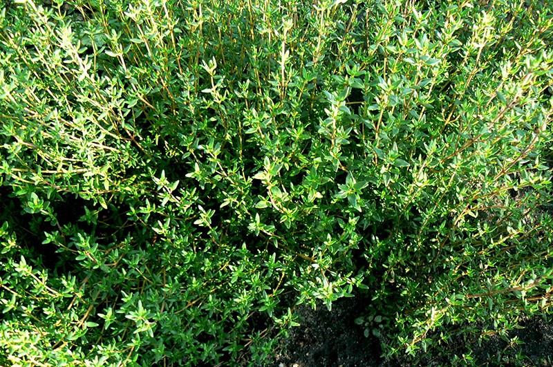 Hạt giống cỏ xạ hương (Thyme) - 100 hạt/gói