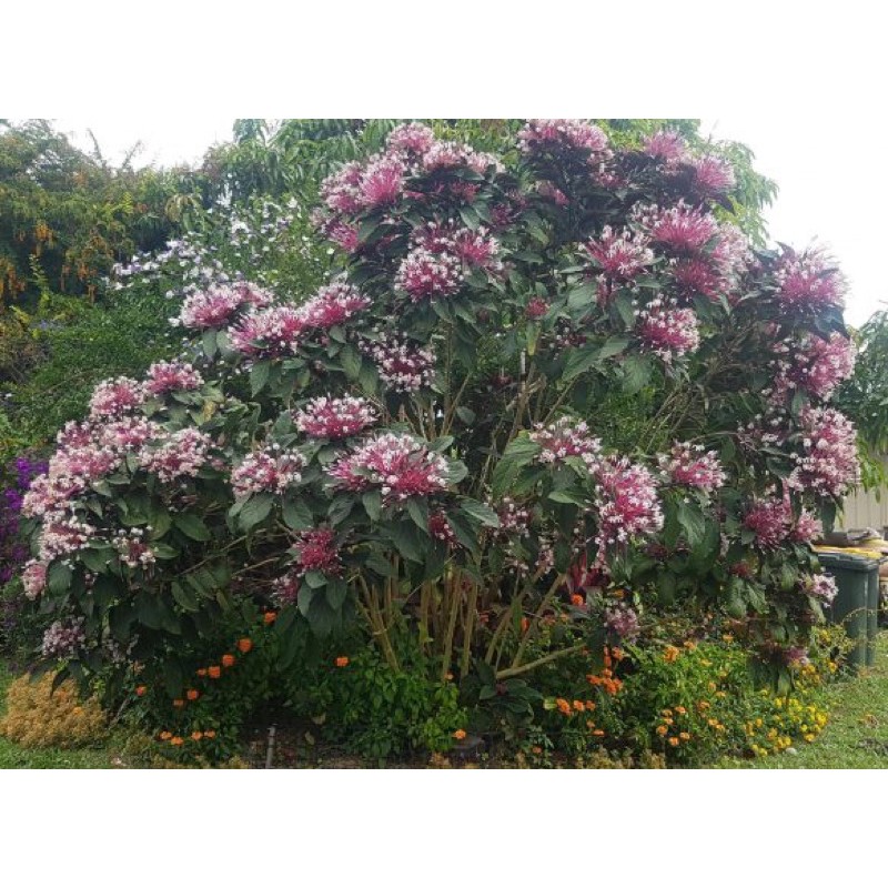Cây giống pháo hoa - cây pháo bông , boiboi.organic, cây trong bầu đất, rễ mạnh
