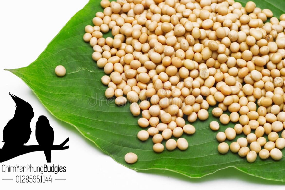Đậu nành sạch (đỗ tương, đậu tương) làm sữa hạt/đậu hủ.
