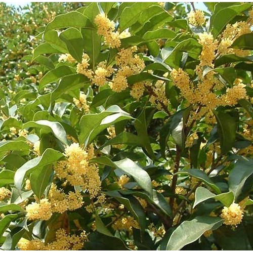 cây hoa mộc hương cao 1m (cam kết nảy mần, tỉ lệ sống 100%)