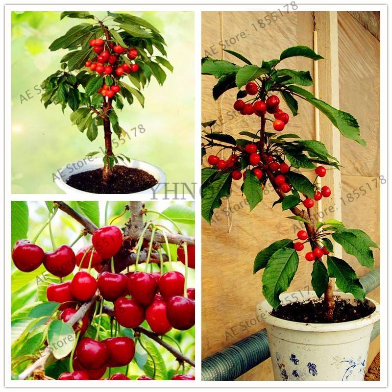 "Gói 10 Hạt " Hạt giống cây ăn trái cherry nhiệt đớiF1