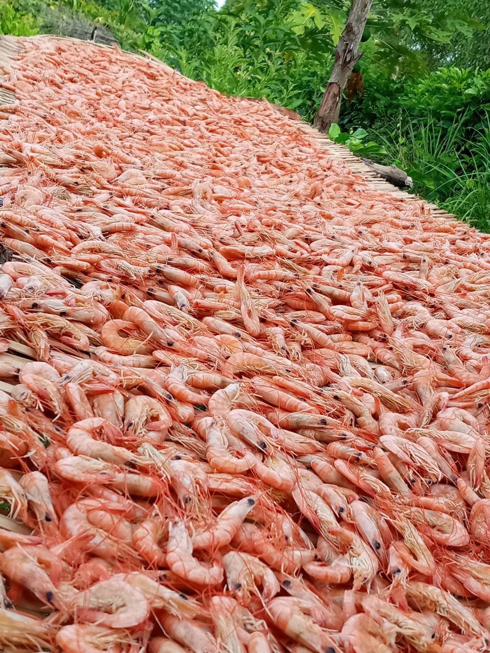 500g TÔM ĐẤT PHƠI KHÔ (nhỏ) - BÁN ĐÚNG GIÁ - HÀNG ĐÚNG CHẤT