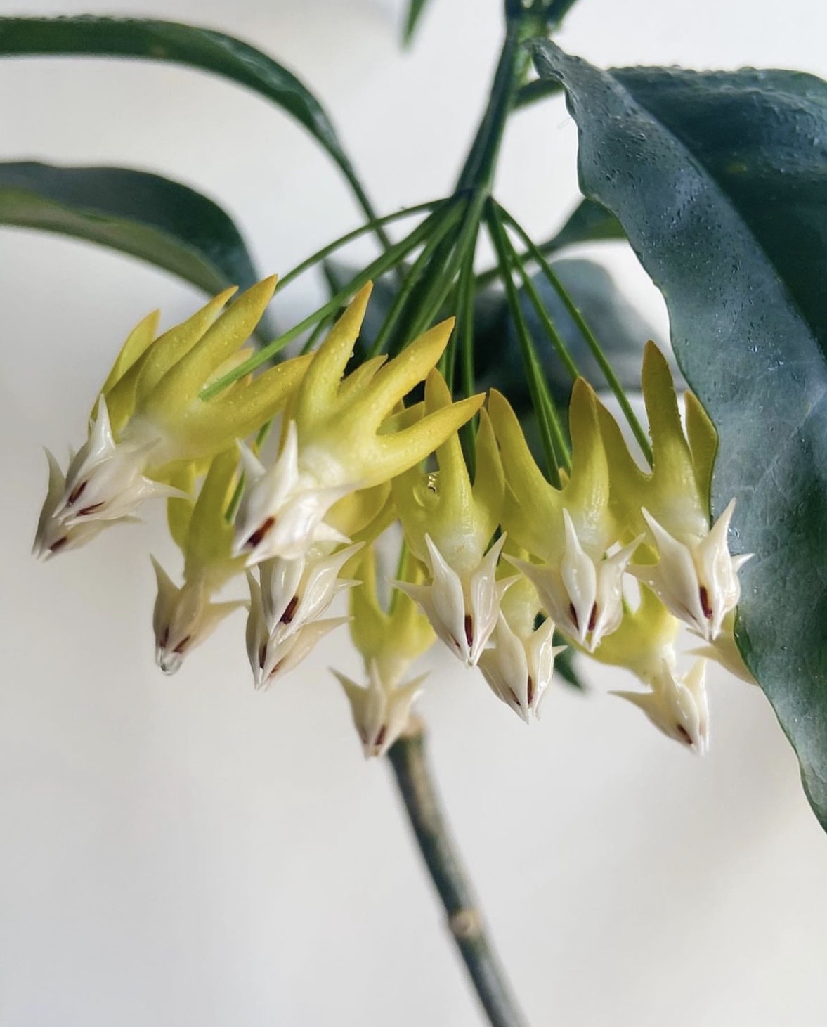 Cẩm cù Hoya Multiflora - Cẩm cù hỏa tiễn