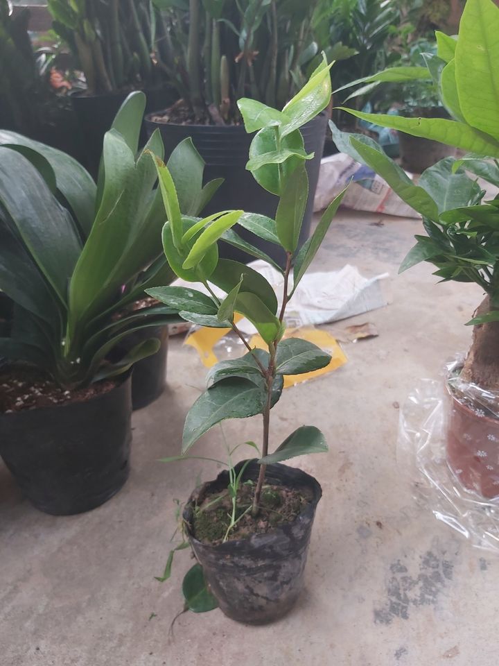 [Viện Nghiên Cứu Di Chuyền Nông Nghiệp] [ Viện Công Nghệ Sinh Học Nông Lâm] Combo bộ 3 cây hoa trà my 3 màu