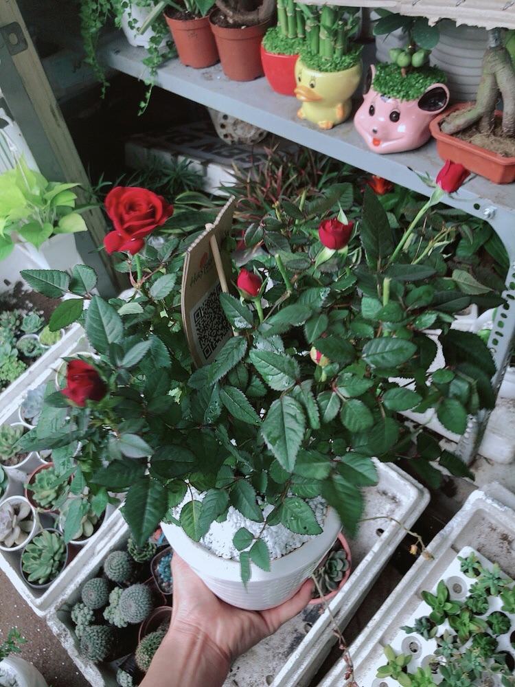 Chậu hoa hồng