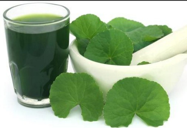 Hạt giống rau má Tân An gói 1g