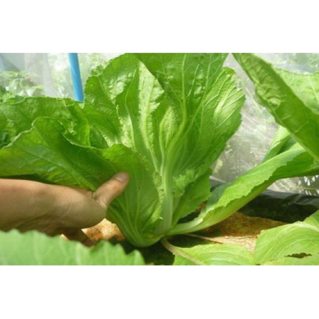 Hạt giống Cải Bẹ Dưa Cao Sản