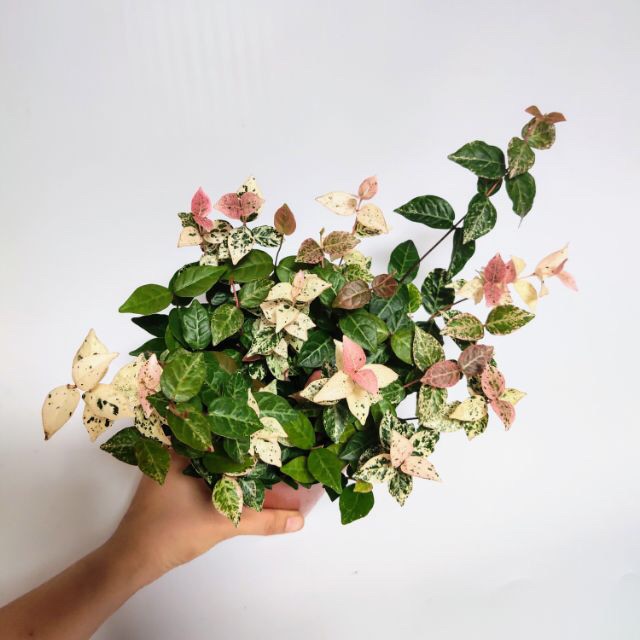 Thằn lằn cẩm thạch