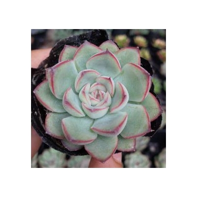 sen đá viền hồng