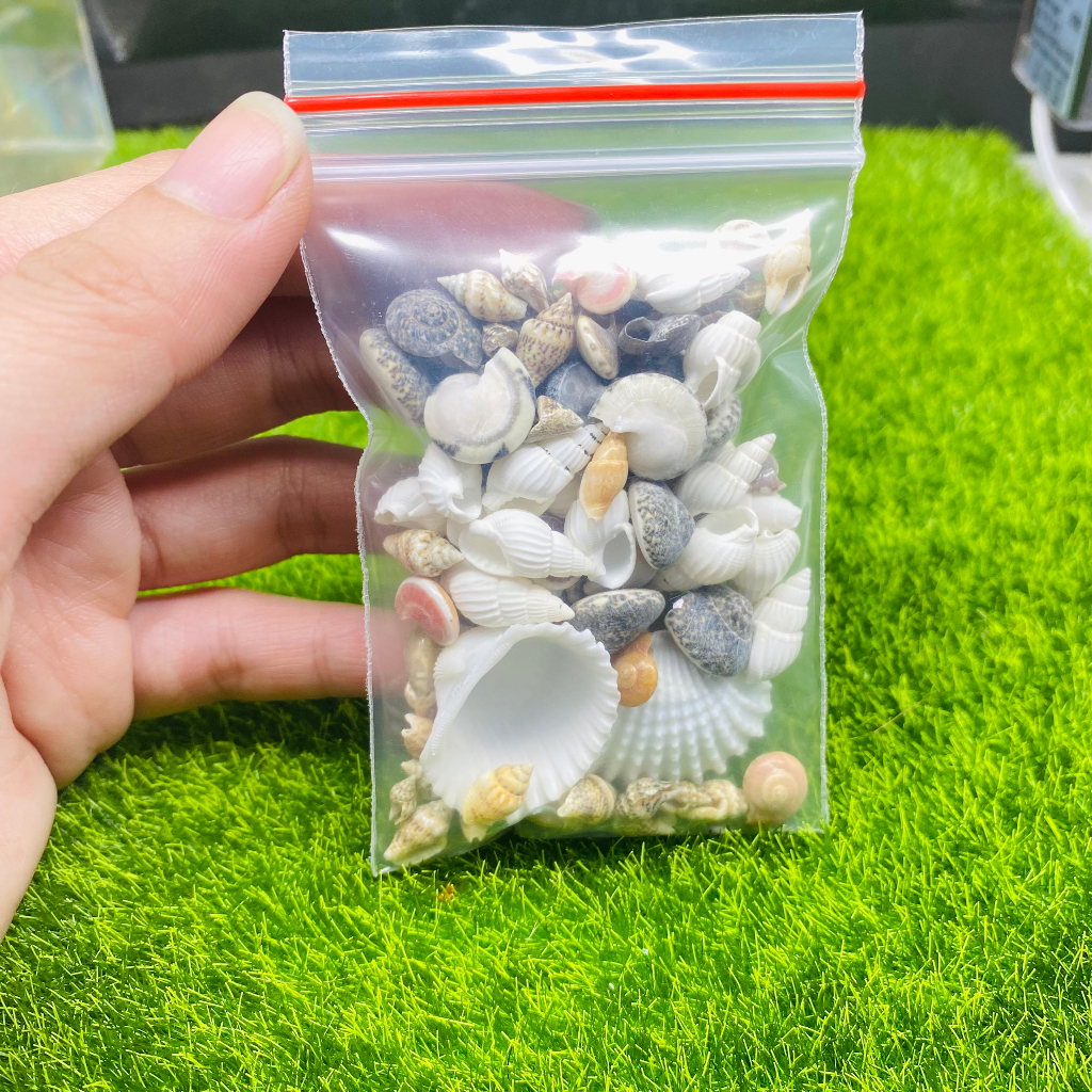 Vỏ ốc biển vỏ sò trang trí hồ cá decor đẹp mắt