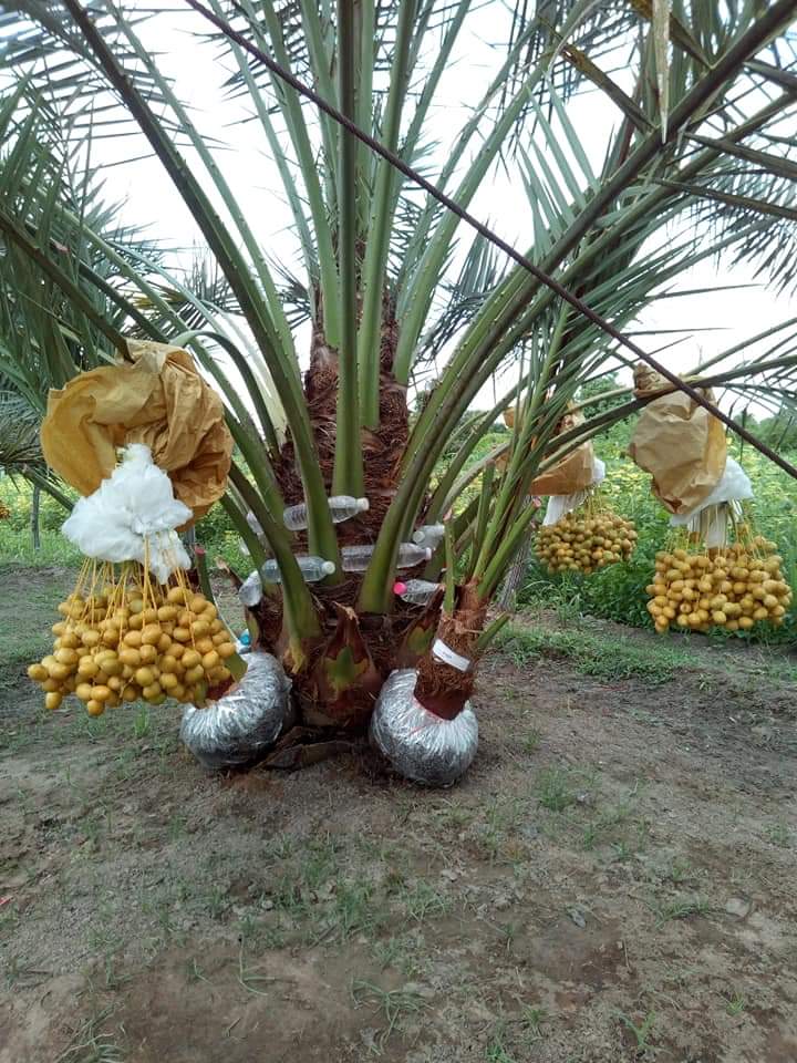 CÂY GIỐNG CHÀ LÀ LÙN SIÊU QUẢ. [ GIỐNG CHÀ LÀ Trυng ĐÔNG BẦU TO, 2 NĂM TUỔI ].