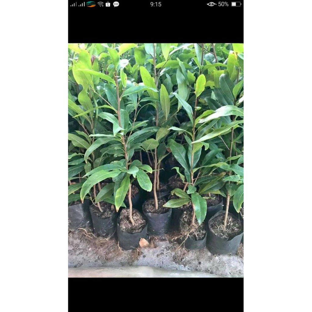 [FREESHIP - Xả Khô Máu] Sỉ 20 cây mai con quấn rễ
