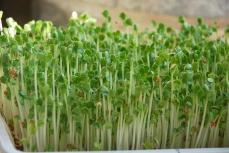 HẠT MẦM CỦ CẢI TRẮNG - GÓI 20 GRAM
