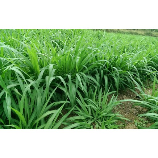 Hạt giống cỏ mombasa ghine - cỏ xả lá lớn gói 1kg