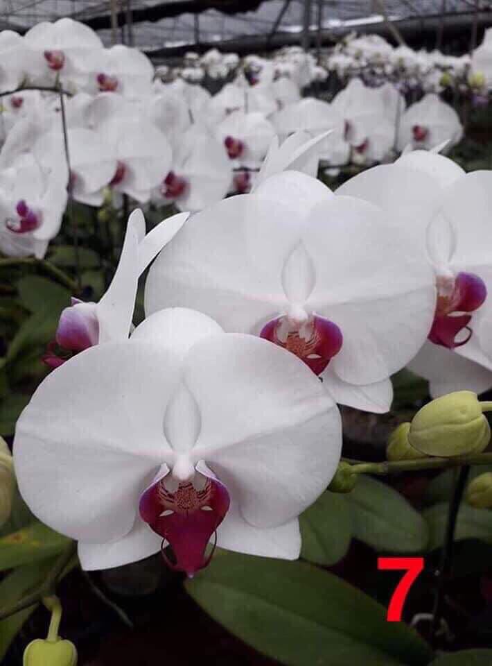 hồ điệp đại