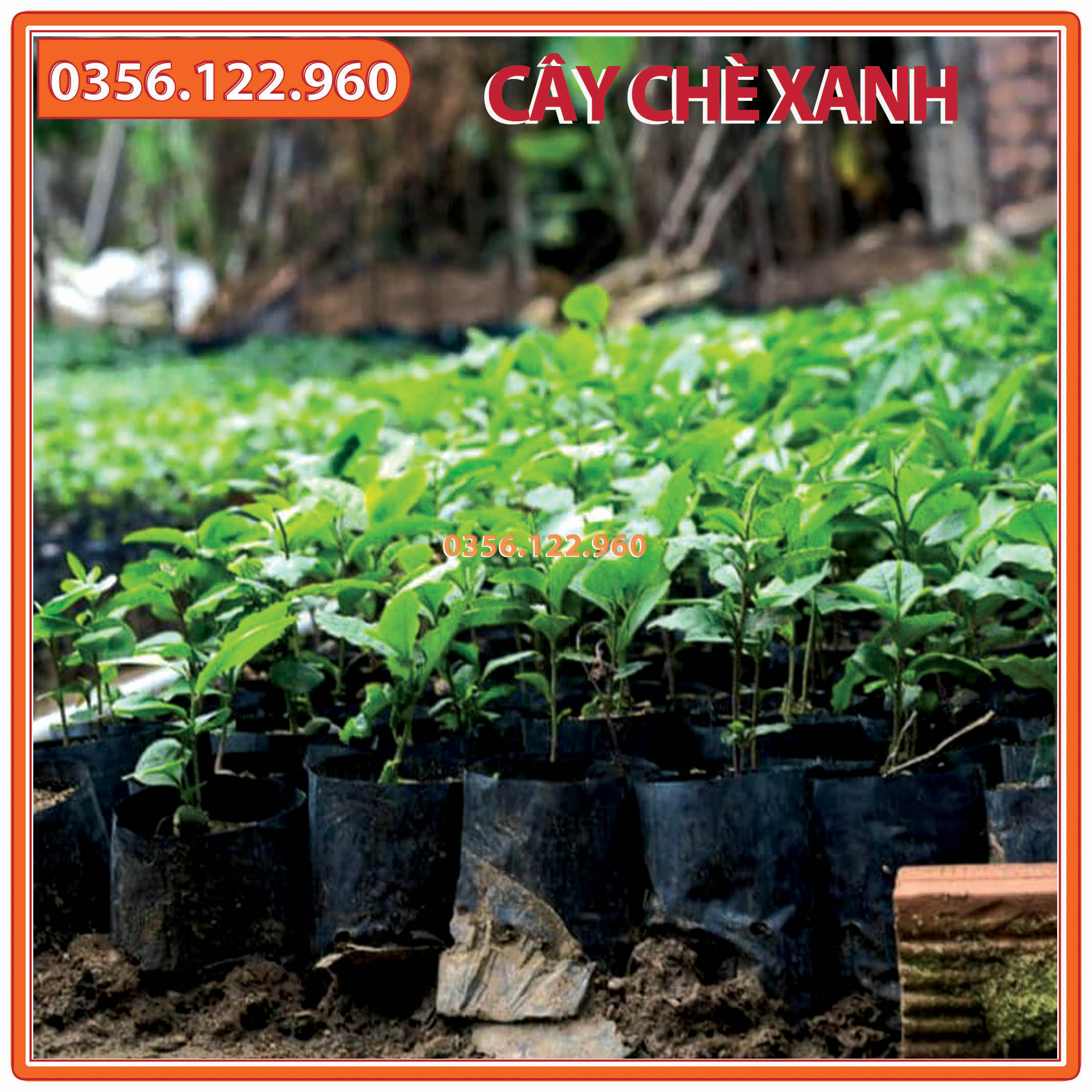 Cây chè xanh giống, trà xanh