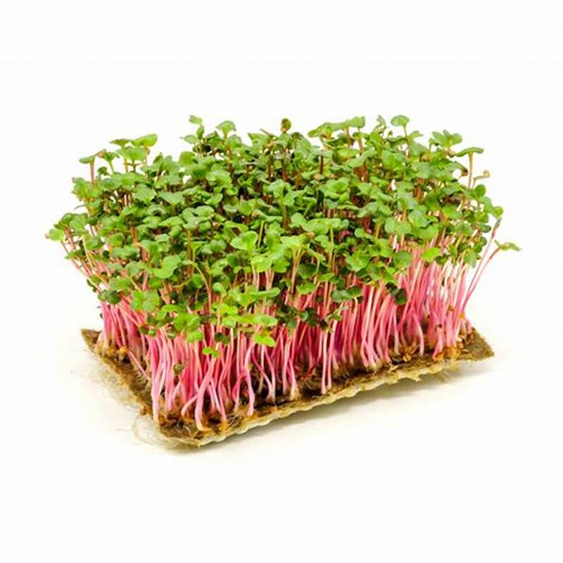 Hạt Giống Rau Mầm Củ Cải Đỏ (Gói 20 Gram) -[Dễ Trồng, Bội Thu ]