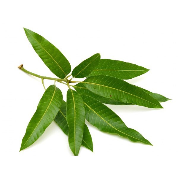 500g Lá xoài tươi - khách đặt mới hái