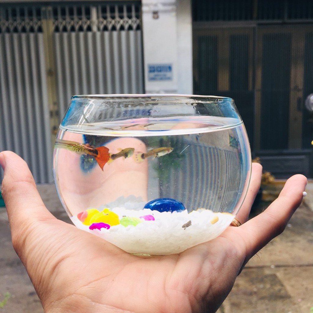 [HCM]Hồ cá mini thủy sinh ???? Bể cá mini để bàn hình QUẢ CẦU