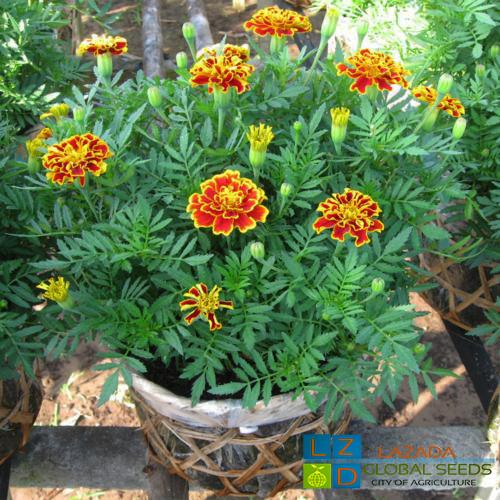 [HCM]Vạn Thọ Pháp Ban Mai-Gói  1g-5g-10g .