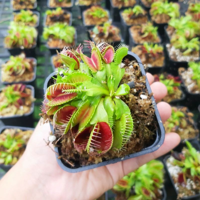 Cây bẫy kẹp cây bắt mồi cây bắt ruồi venus flytrap