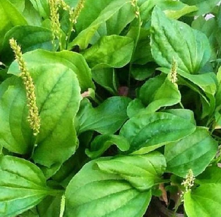 Hạt giống rau mã đề CT19 - Gói 1gram