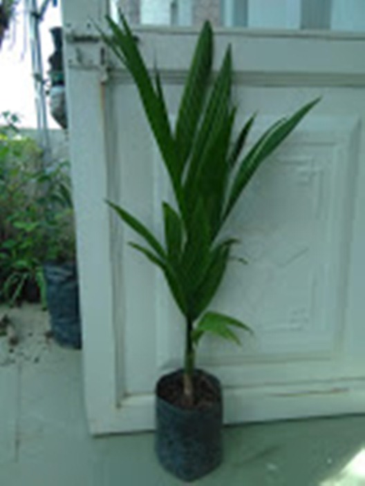 Cây cau ta - cây giống