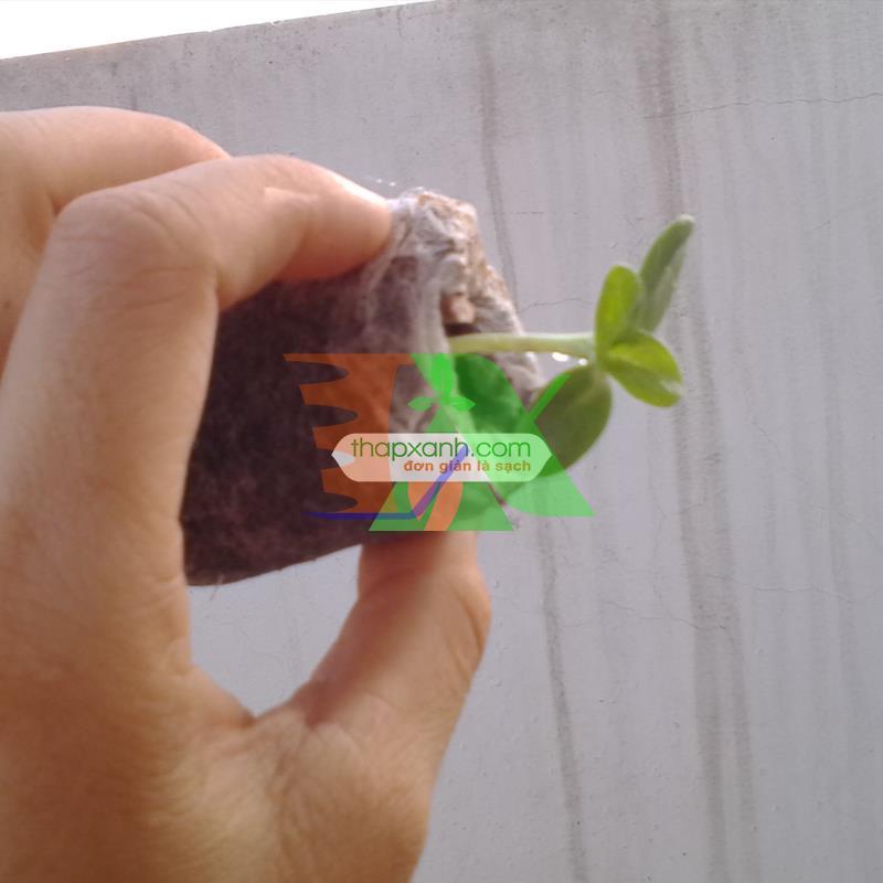 Box 1000 tablets ươm beads, barrel tablets coir, tablets ươm tree, tablets mulch coconut tree planting non