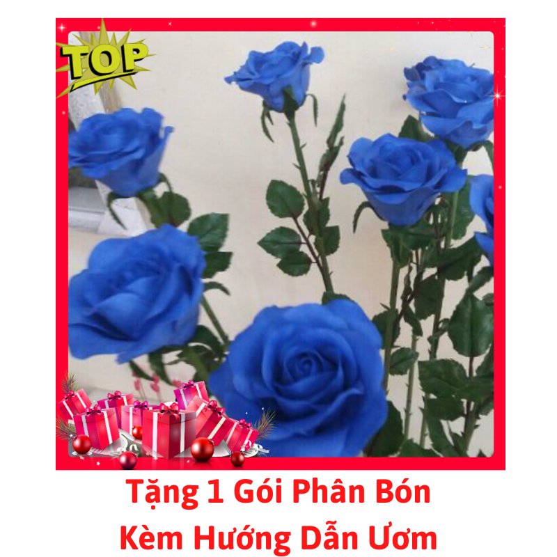 Gói 10 Hạt Giống Hoa Hồng Xanh
