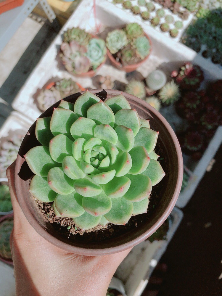 Chậu sen đá bánh bao xanh