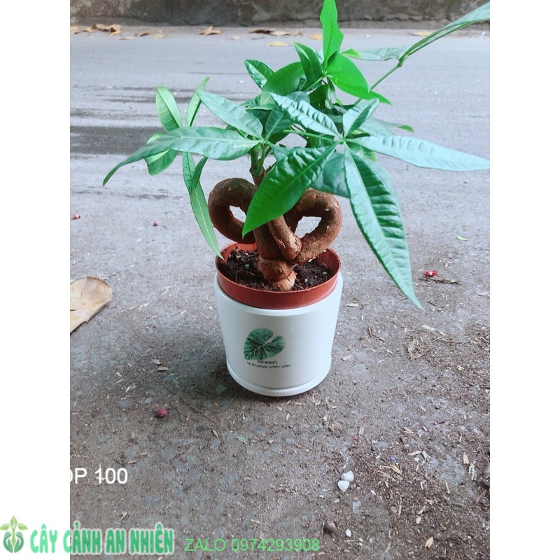 Chậu cây kim ngân nơ