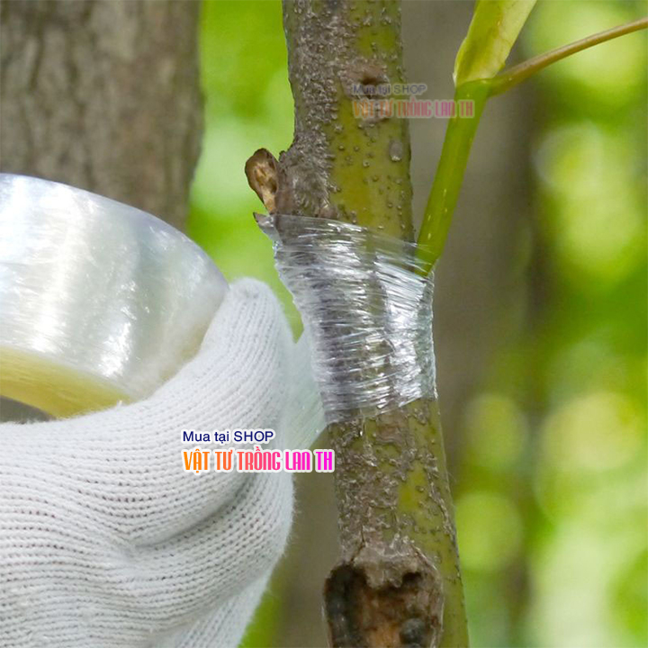 Băng keo ghép cây tự hủy khổ 5cm