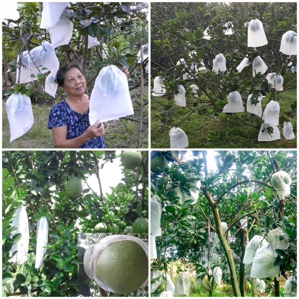 100 Bao Bọc Bưởi Kích Thước 25*30
