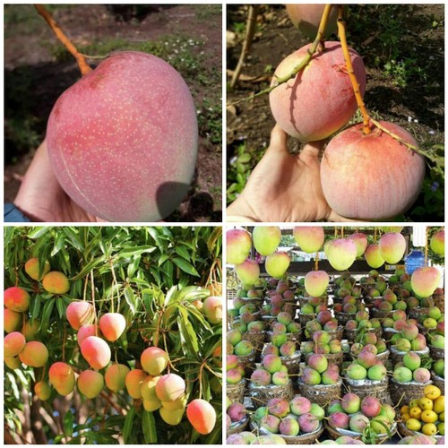 cây giống xoài úc siêu quả