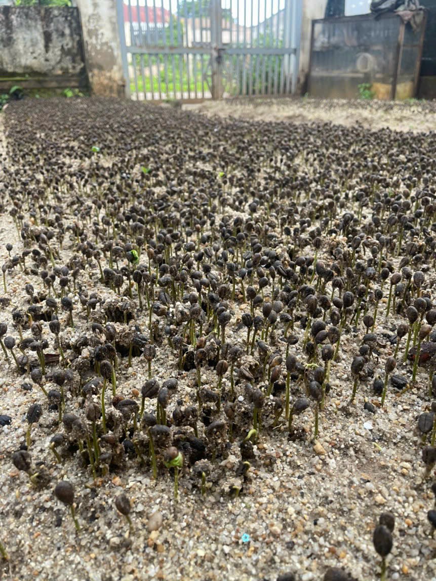 500gram Hạt giống cà phê mít vỏ lụa
