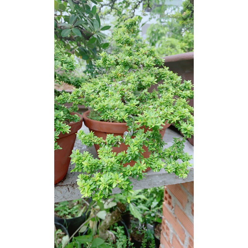 [HCM]Linh Sam Hạt Gạo