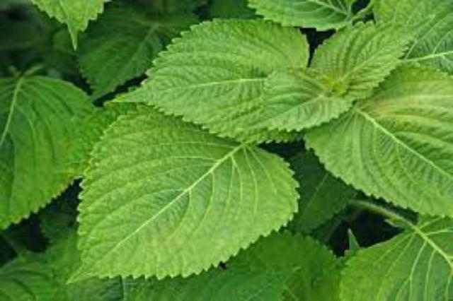 Bộ 2 Túi Hạt Giống Rau Lá Vừng Hàn Quốc F1. Mỗi Túi 0,5 Gram Chất Lượng Cao - Nhiều bổ dưỡng.