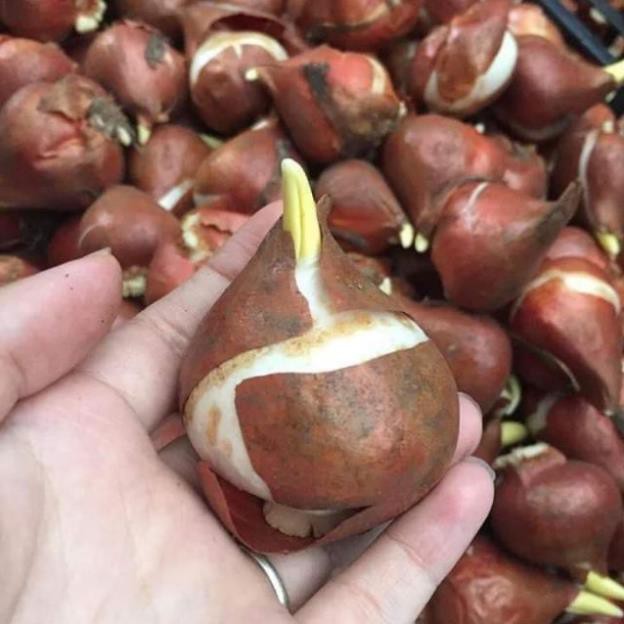 Sản phẩm củ hoa tulip hà lan trồng tết