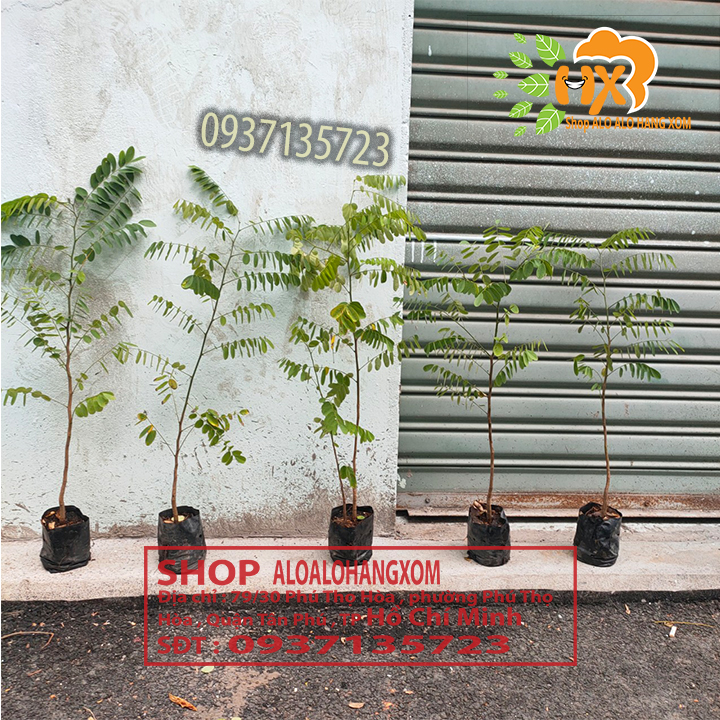 combo 5 cây cẩm lai cây giống
