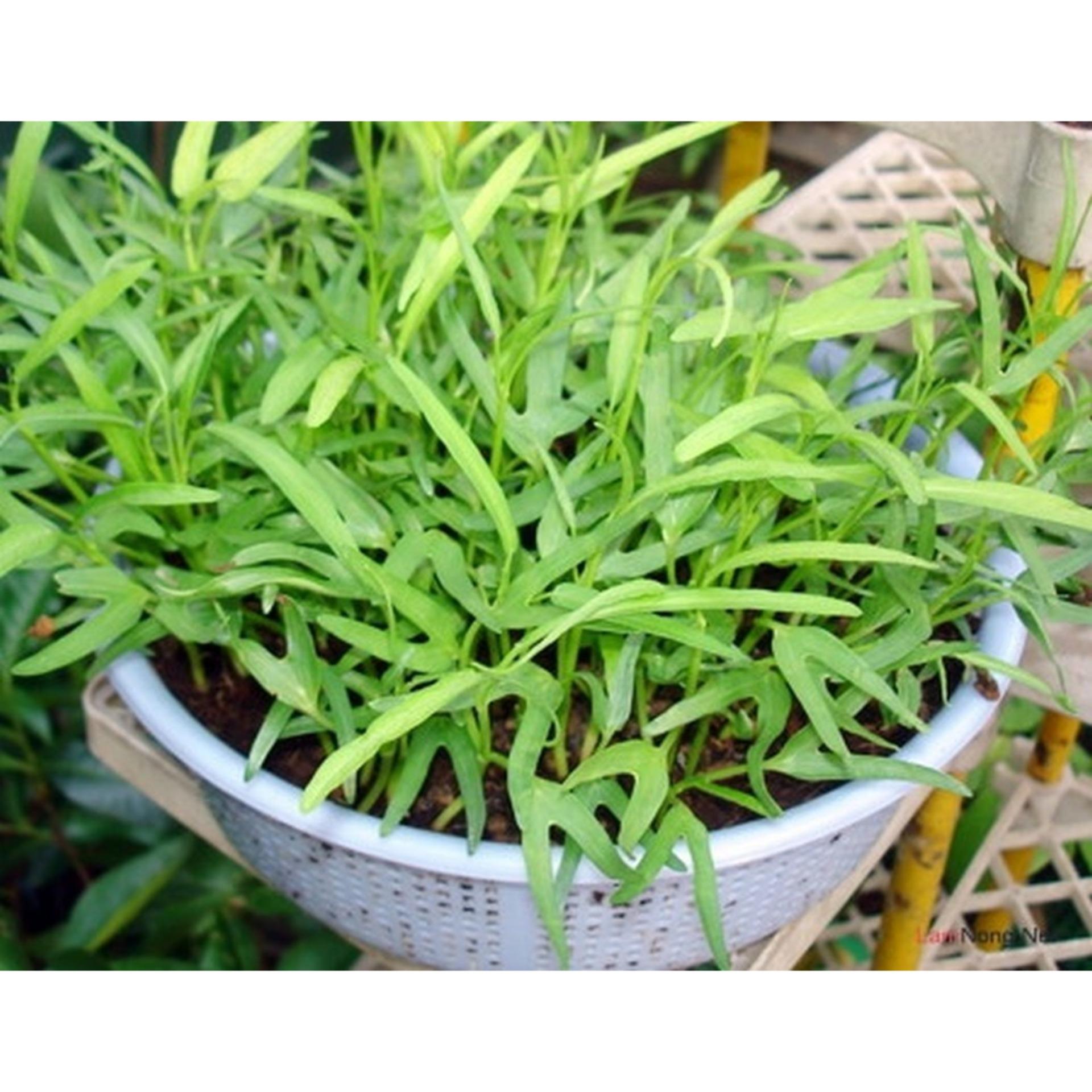 100g Hạt giống Rau muống lá tre