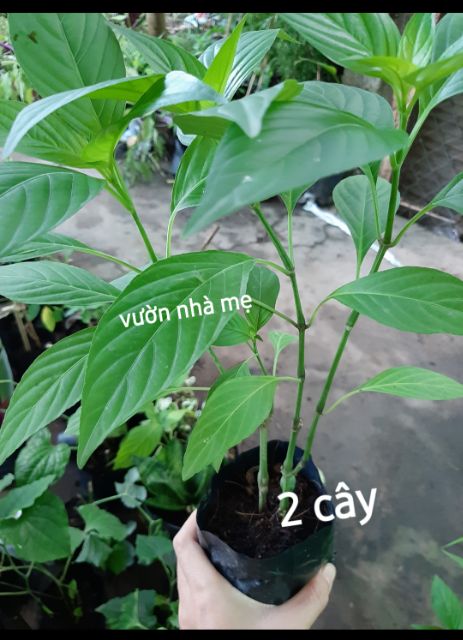 Cây lá cẩm tím giống nhật-size 25-30 cm