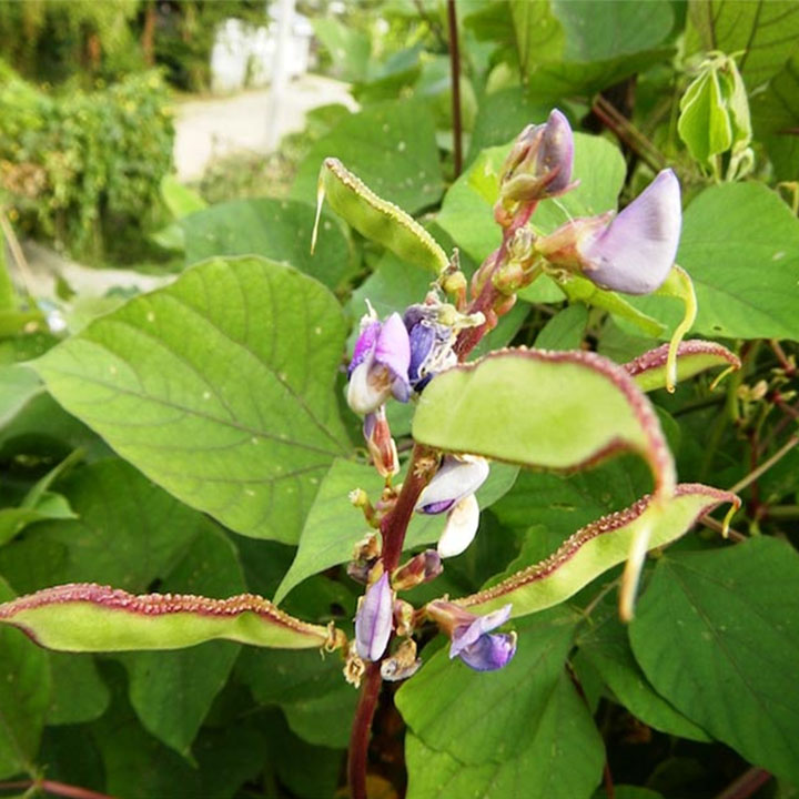 Bạch biển đậu 1kg